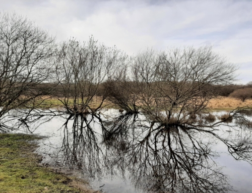 Den naturproblematiserende holdning